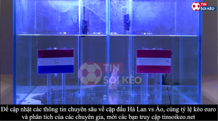 Cá vàng Mia dự đoán Hà Lan vs Áo, 02h00 ngày 18/6 - Euro 2021, Bảng C