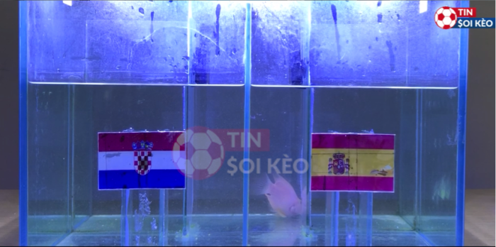 Cá vàng Mia dự đoán Croatia vs Tây Ban Nha, 22h59 ngày 28/6 - Euro 2021, Vòng 1/16