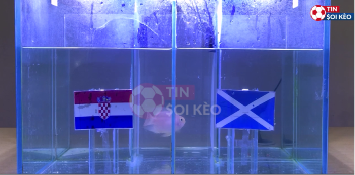 Cá vàng Mia dự đóan Scotland vs Croatia, 02h00 ngày 23/6 - Euro 2021, Bảng D